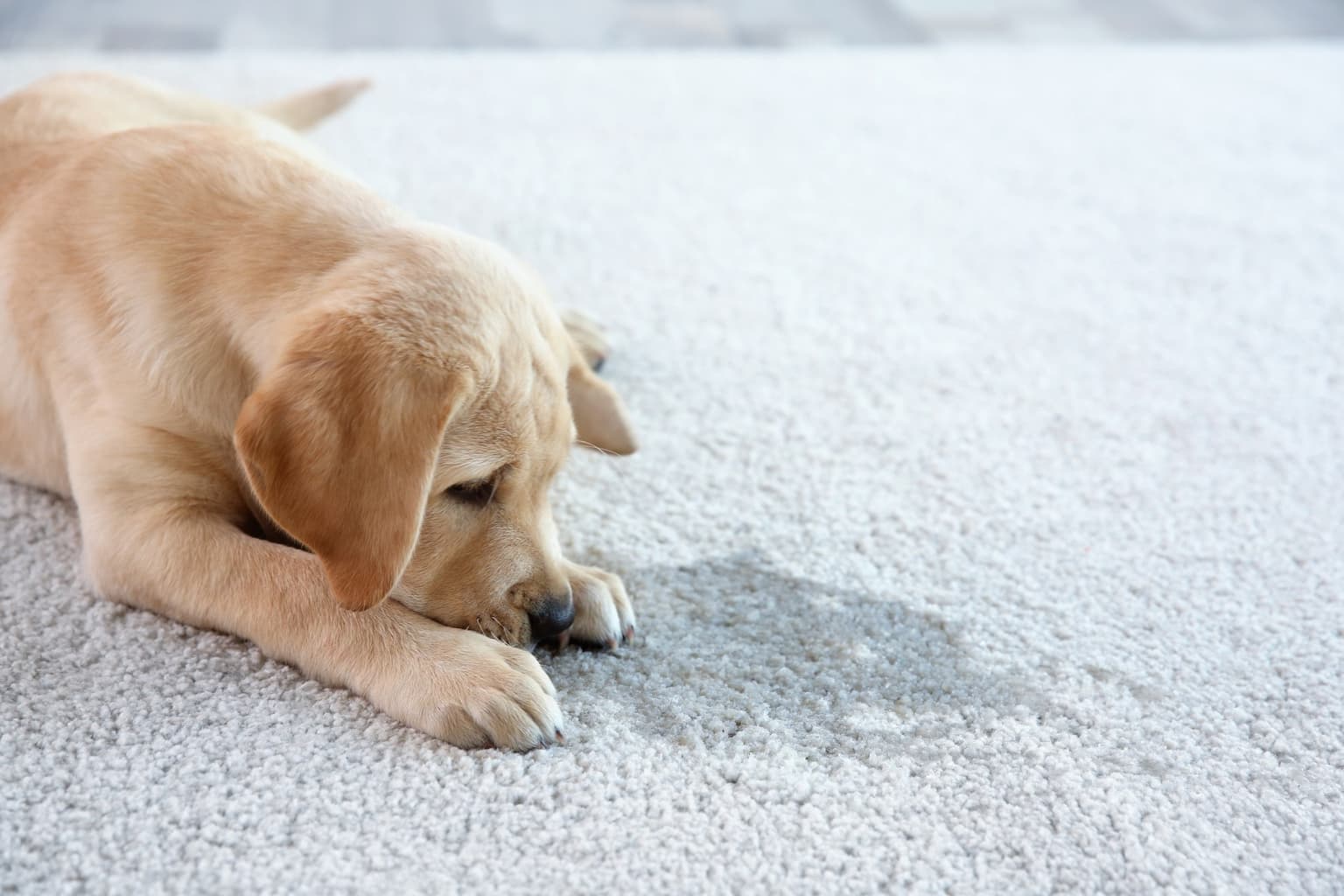 Pet Odor & Stain Removal